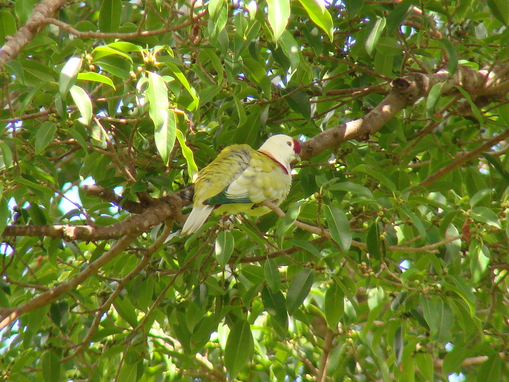 Many-colored Fruit-Dove from American Samoa on May 14, 2016 by tavita ...