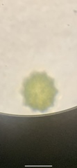 Coelastrum