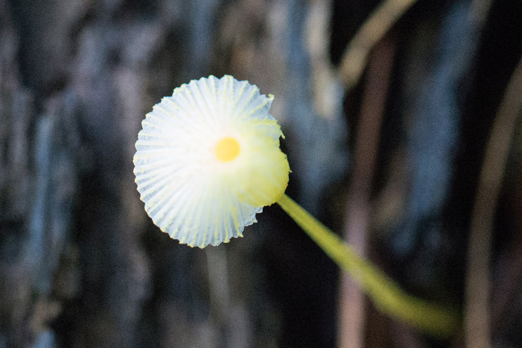 Leucocoprinus fragilissimus · April 2024 · photo: © ftsautter (iNaturalist, cc0)