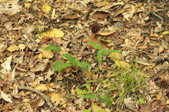 Polygonatum biflorum