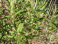 Eupatorium leucolepis