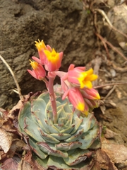 Echeveria secunda
