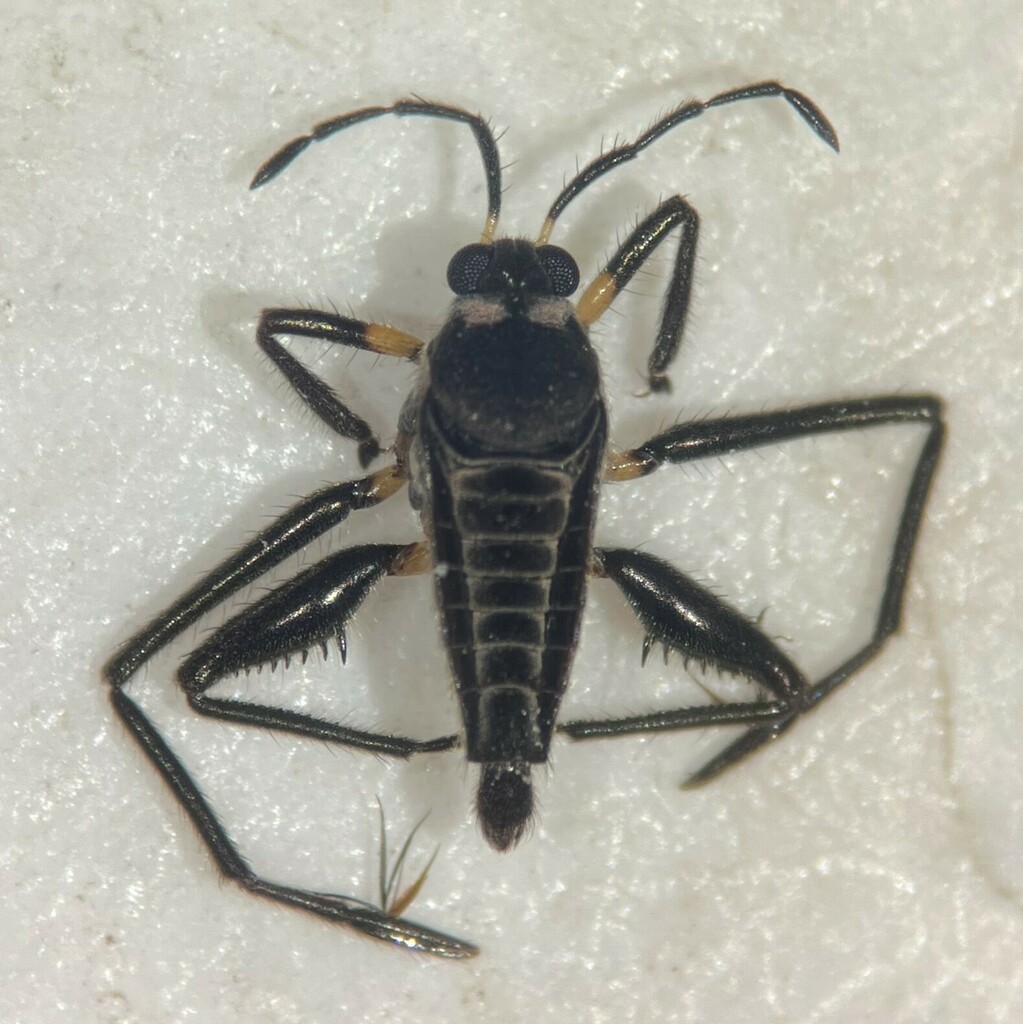 Rhagovelia novahispaniae
