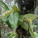 Pleurothallis gomezii - Photo (c) madepipe, some rights reserved (CC BY-NC), uploaded by madepipe