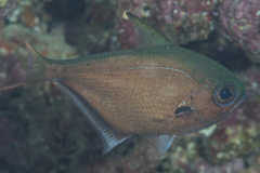 Pempheris oualensis