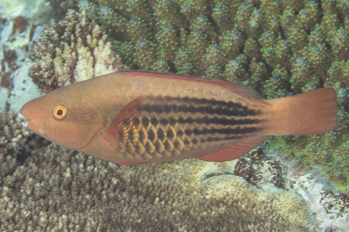 Sixband Parrotfish