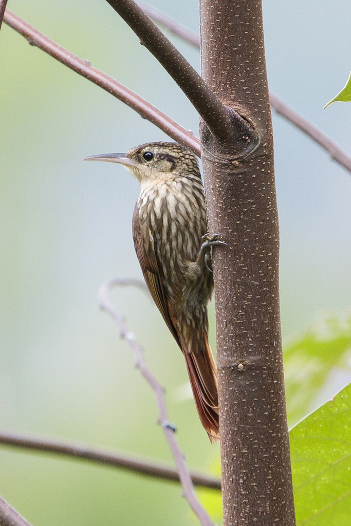 Lesser Woodcreeper