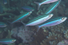 Pterocaesio trilineata