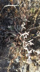 Dudleya attenuata