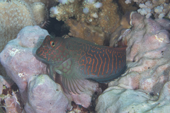 Cirripectes stigmaticus