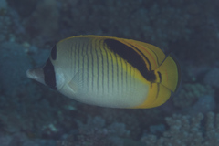 Chaetodon oxycephalus