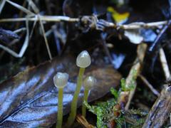 Mycena subviscosa