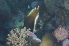 Heniochus varius