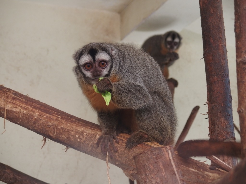 Bolivian Night Monkey