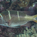 Redfin Bream - Photo (c) Mark Rosenstein, some rights reserved (CC BY-NC-SA), uploaded by Mark Rosenstein