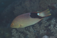 Bodianus loxozonus
