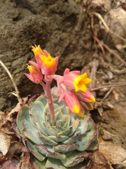 Echeveria secunda