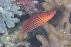 Pseudocheilinus octotaenia