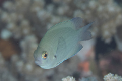 Pomacentrus callainus