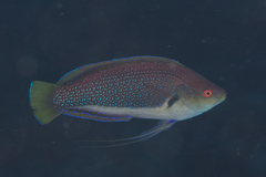 Cirrhilabrus punctatus