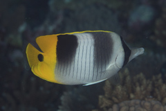 Chaetodon ulietensis