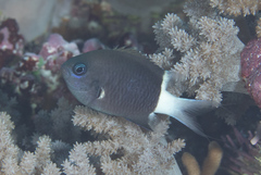 Pycnochromis margaritifer