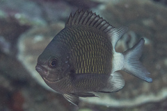 Stout Chromis photo 3