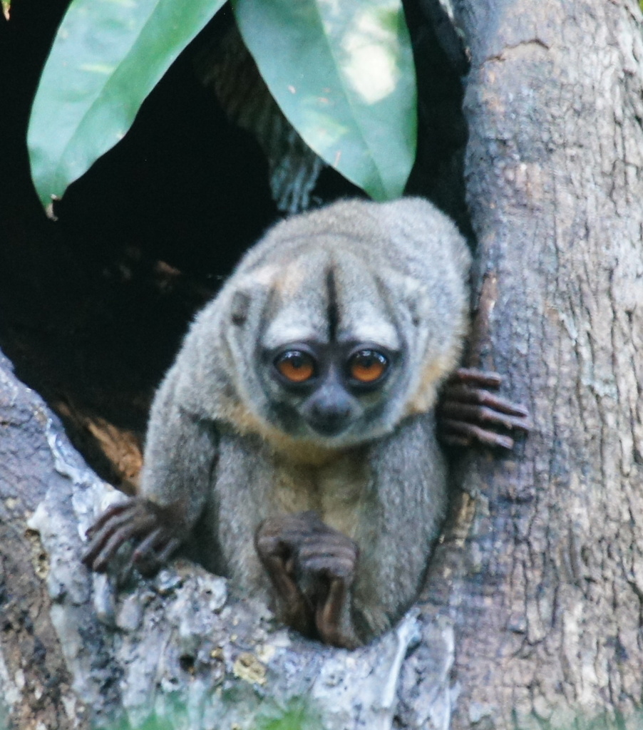 Three-Striped Night Monkey