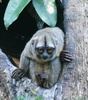 Northern Night Monkey - Photo (c) Tim Ellis, some rights reserved (CC BY-NC)