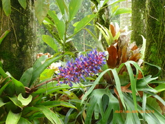 Aechmea fendleri