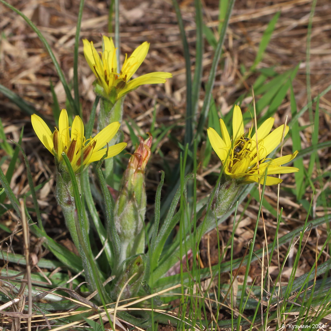 Козелец мягкий (Scorzonera mollis) (Pseudopodospermum molle)