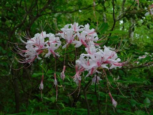 Rhododendron periclymenoides