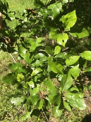 Crataegus aestivalis