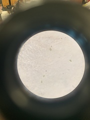 Desmodesmus communis