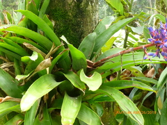 Aechmea fendleri