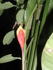Heliconia episcopalis