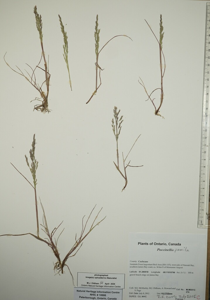 dwarf alkali grass from Canada, Ontario, COCHRANE County, Netitishi ...