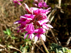 Indigofera mauritanica
