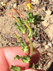 Camissoniopsis intermedia