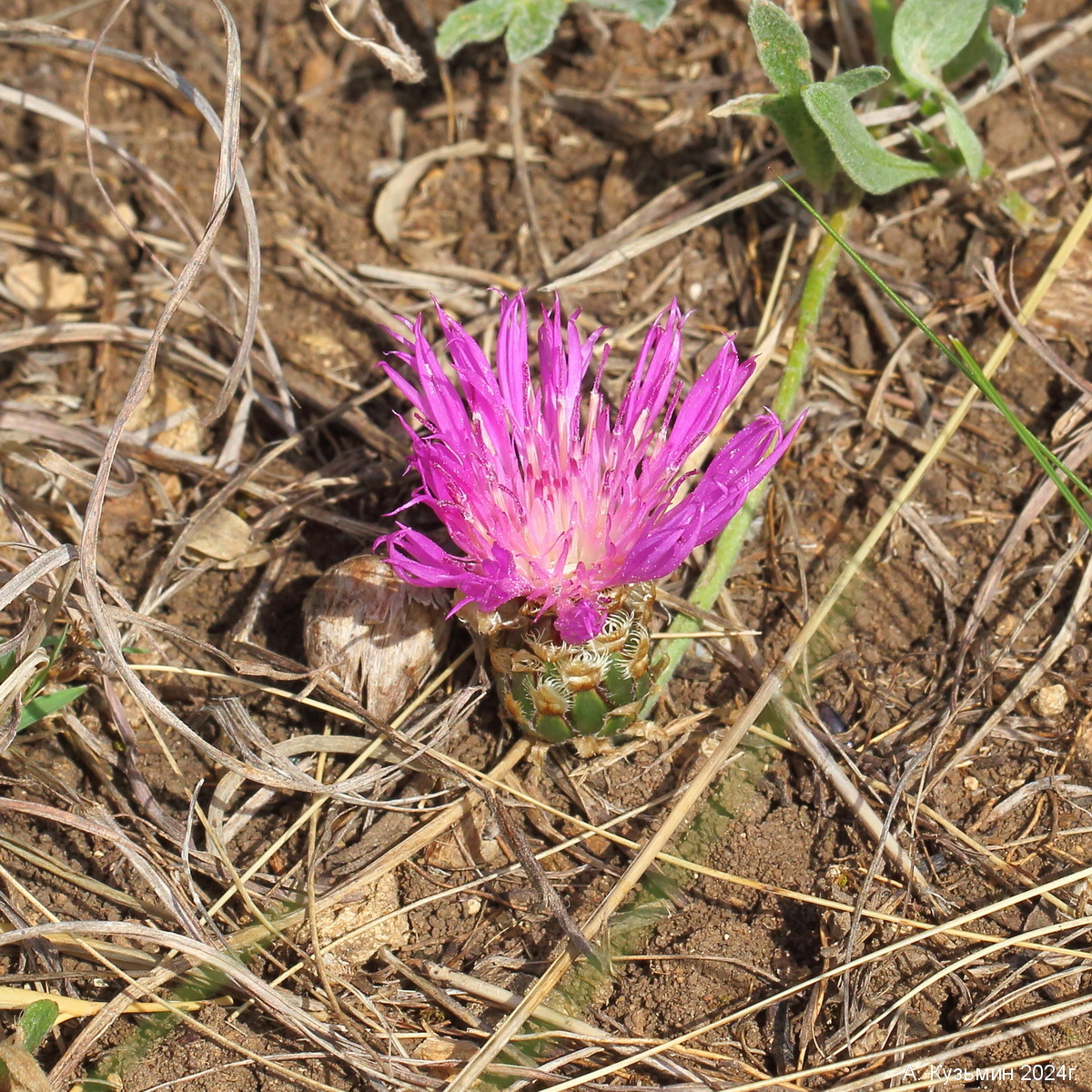 Василёк Маршалла (Psephellus marschallianus)