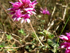 Indigofera mauritanica