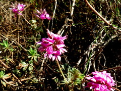Indigofera mauritanica