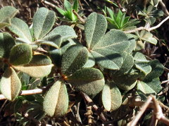 Indigofera mauritanica