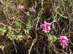 Indigofera mauritanica