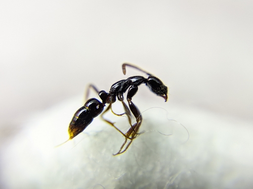 Leptogenys ferrariiLeptogenys ferrarii