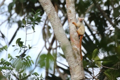 Golden-White Tassel-Ear Marmoset photo 3
