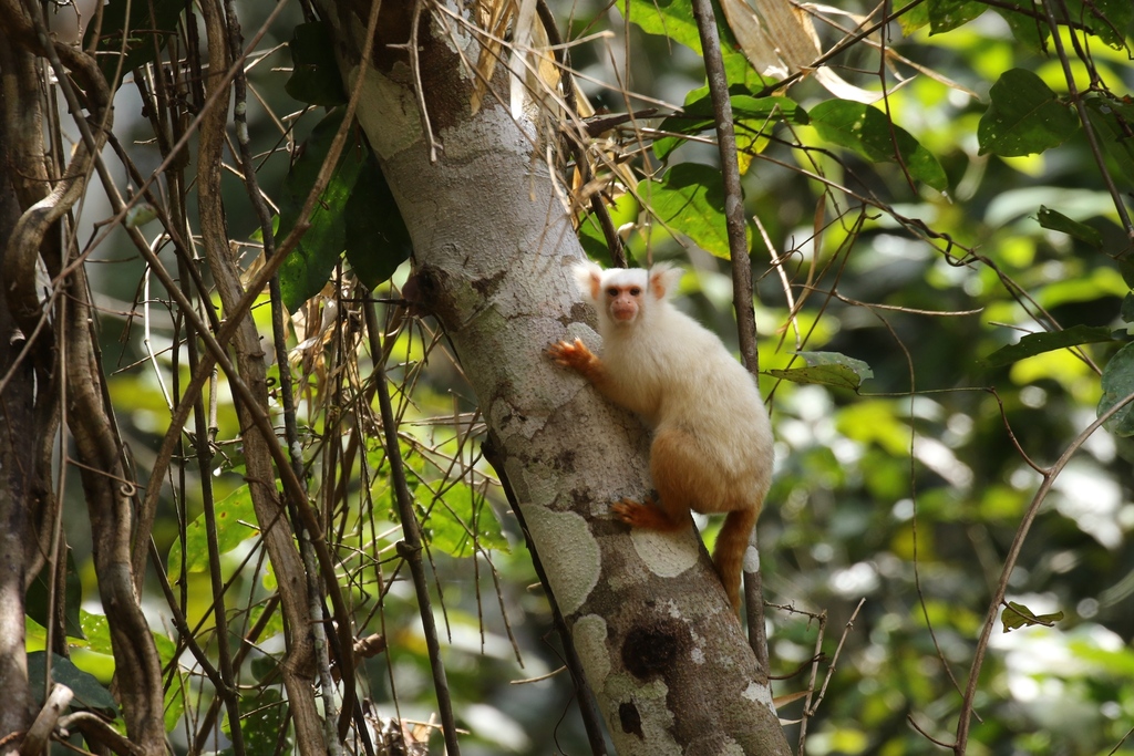 Golden-White Tassel-Ear Marmoset