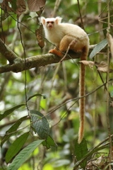 Golden-White Tassel-Ear Marmoset photo 2