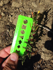 Camissoniopsis intermedia