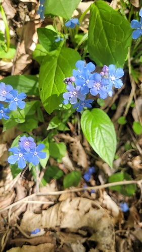 Image of Omphalodes cappadocica by (c) Pavel Smirnov, some rights reserved (CC BY)